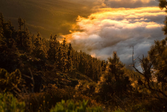 Fire Ecology Secrets Revealed: What Experts Want You to Know About the 2026 Wildfire Season