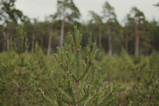Are Burned Forests Bad? The Truth About Hiking After a Wildfire